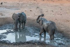 2023-09-Etosha-1-216