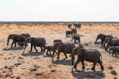 2023-09-Etosha-2-409