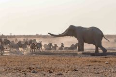 2023-09-Etosha-3-063