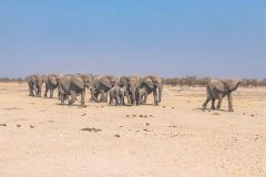 2023-09-Etosha-3-087