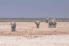 2023-09-Etosha-3-158