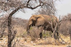 2023-09-Etosha-4-090