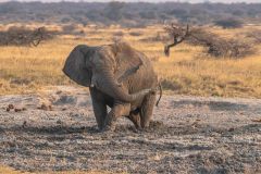 2023-09-Etosha-4-290