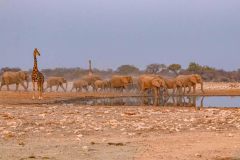 2023-09-Etosha-4-321