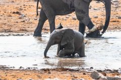 2023-09-Etosha-5-004