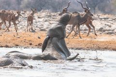 2023-09-Etosha-5-013