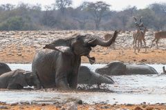 2023-09-Etosha-5-017