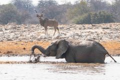 2023-09-Etosha-5-047