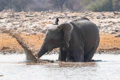 2023-09-Etosha-5-094