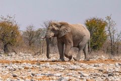 2023-09-Etosha-5-159