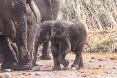 2023-09-Etosha-5-205