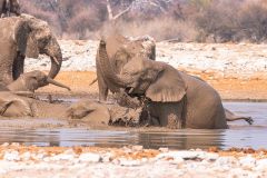 2023-09-Etosha-5-250