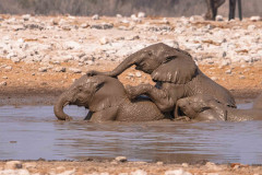 2023-09-Etosha-5-264