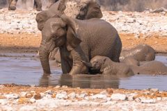 2023-09-Etosha-5-283