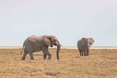 2023-09-Etosha-6-123