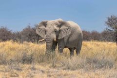 2023-09-Etosha-6-126