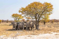 2023-09-Etosha-6-572