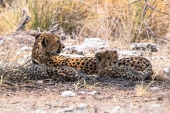 2023-09-Etosha-6-219