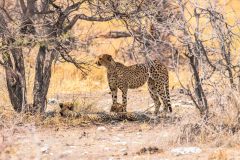 2023-09-Etosha-6-274