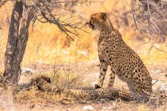 2023-09-Etosha-6-299