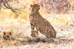 2023-09-Etosha-6-313