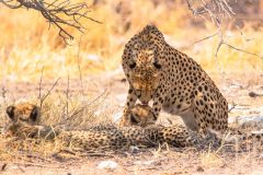 2023-09-Etosha-6-323