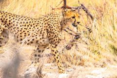 2023-09-Etosha-6-329