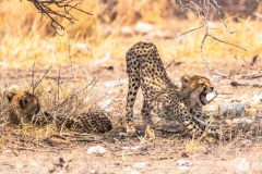 2023-09-Etosha-6-341