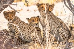 2023-09-Etosha-6-361