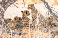 2023-09-Etosha-6-408