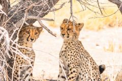 2023-09-Etosha-6-452