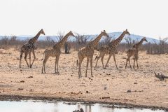 2023-09-Etosha-1-013