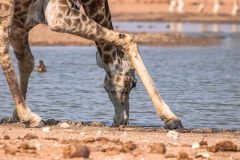 2023-09-Etosha-1-129