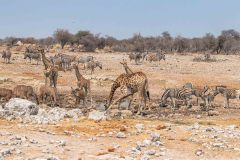 2023-09-Etosha-4-056