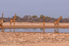 2023-09-Etosha-4-308