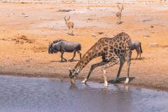 2023-09-Etosha-5-136