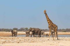 2023-09-Etosha-5-275