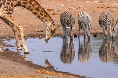 2023-09-Etosha-6-043