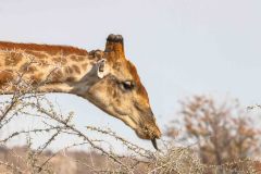 2023-09-Etosha-8-113