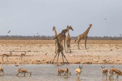 2023-09-Etosha-8-168