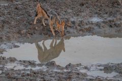 2023-09-Etosha-2-016