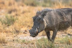 2023-09-Etosha-4-124