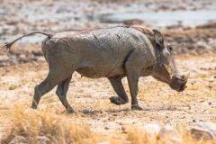 2023-09-Etosha-4-131