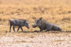 2023-09-Etosha-4-165