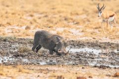 2023-09-Etosha-4-208