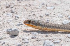 2023-09-Etosha-7-308