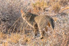 2023-09-Etosha-8-039