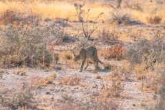 2023-09-Etosha-8-090