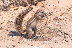 2023-09-Etosha-8-238