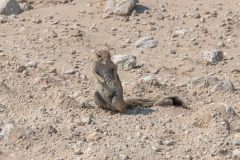 2023-09-Etosha-9-17